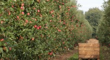 Rośnie produkcja jabłek w Rosji 