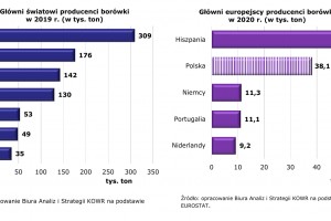  Główni światowi i europejscy producenci borówki 