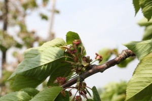 Czereśnie – 05/05/2015