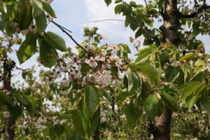 Czereśnie – 05/05/2015