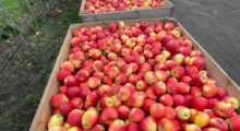 Agroexpress skróci dostawy jabłek do Rosji 
