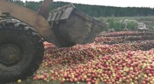 Kolejne polskie jabłka zniszczone w Rosji 