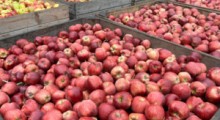 Sprzedać jabłka nie jest łatwo. Co uratuje polskich sadowników ? 