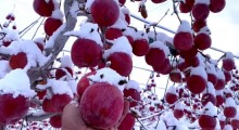 Niezebrane jabłka pod śniegiem 