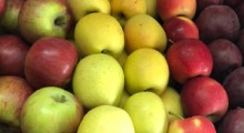 Eksport polskich jabłek od stycznia do lipca 2021 roku