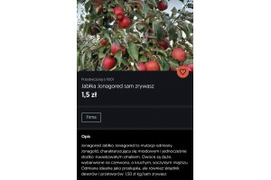  Jabłka Jonagored sam zrywasz - 1,5 zł