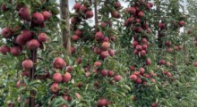Charakter produkcji jabłek powinien ulec zmianie