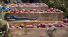 Wyprodukowanie kilograma jabłek dobrej jakości kosztuje...