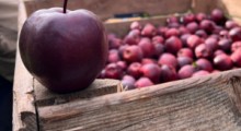 KE: Zbiory jabłek w UE wyniosą 12,5 mln ton 