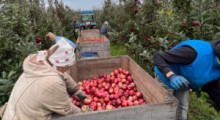 Niższe zbiory jabłek na Białorusi 