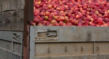 Niskie ceny jabłek przemysłowych. Czy będzie skup interwencyjny ? 