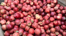 Indie – niewykorzystany kierunek w eksporcie polskich jabłek ?