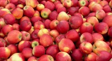 Nowa Zelandia: Zbiory jabłek w 2021 roku