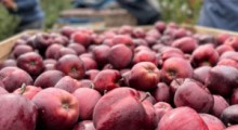 USDA: Zbiory jabłek w UE w 2021 roku 