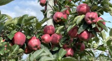 Jabłka pomagają w profilaktyce i leczeniu cukrzycy typu II
