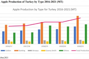  Produkcja odmian w Turcji  od sezonu 2016/2017 do 2020/2021
