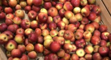 Lidl wspomógł sadowników wykupując nadmiar zeszłorocznych jabłek