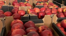 Egipt został największym importerem polskich jabłek