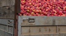 Sadownicy oszukani przez T.B.Fruit są na granicy bankructwa !