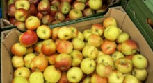 Cena, czy jakość owoców – co jest ważniejsze dla konsumentów ? 