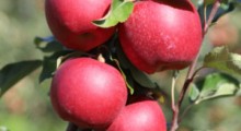 Co wyróżnia produkcję jabłek we Włoszech? 