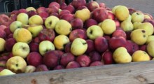 60% polskich jabłek trafia do przetwórstwa!?