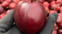 Polska podbija świat jabłkami – podają media 