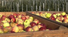 GUS oszacował zbiory jabłek w Polsce na 4 mln ton 