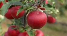 Jabłka kojarzą się Polakom ze zdrowiem