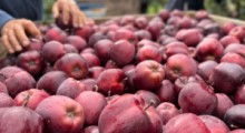 USDA: Światowa produkcja jabłek w sezonie 2021/2022