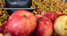 Przekręt na jabłkach – oszukano sadowników ! 