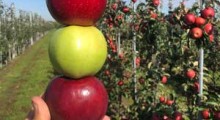 Sad zaczyna się w szkółce, czyli ranking odmian jabłoni