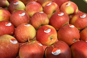  Odmian jabłek oferowanych 31 stycznia 2022 roku w Biedronce