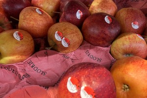  Odmian jabłek oferowanych 31 stycznia 2022 roku w Biedronce