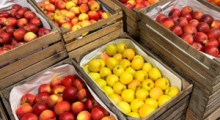 ZSRP: Ceny jabłek na Broniszach [03.02.2022] 