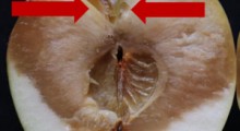 Diaporthe eres – sprawca nowej choroby jabłek w okresie przechowywania