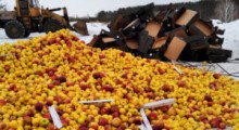 Kolejne jabłka zniszczone w Rosji !