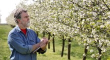 PZU: Ruszyła sprzedaż ubezpieczeń sadów i plantacji od przymrozków ! 