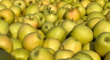 Białoruś potroiła import jabłek z Ukrainy