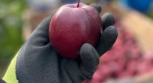 Poszukiwani sadownicy - Eksport jabłek na Dominikanę 