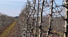 Temperatury poniżej zera. Uszkodziły sady i plantacje ? 