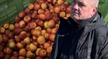 Jabłka Cameo (odmiana klubowa) - w opinii sadownika