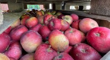 Jedynie 1,5% włoskich jabłek jest kierowanych do przetwórstwa