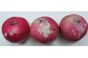  Fot. 9 b - Bardzo rzadko spotykane objawy mączniaka na jabłkach, odm. 'PAULARED'
