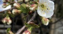 Przymrozek wiosenny – 17.04.2022 - temperatury powietrza