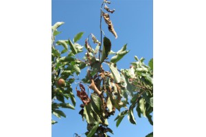  Fot. 6. Objawy zarazy można bardzo łatwo zidentyfikować pośród korony drzewa jabłoni