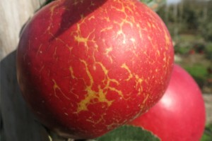  Fot. 2. Jabłko odm. NAJDARED z typowymi objawami mączniaka - ordzawienie skórki w formie charakterystycznej siateczki
