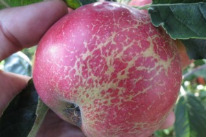  Fot. 7.  Ordzawienia jabłek po mączniaku szybko można połączyć na odm. IDARED i jego mutantach
