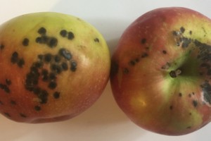  Fot. 13.  Przeglądanie skrzynie z jabłkami po wychowaniu sezonowym późny parch wychowanie nie był rzadkością
