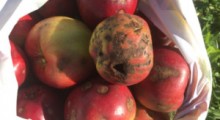 Parch jabłoni czy mączniak – jakie zagrożenie w 2022?